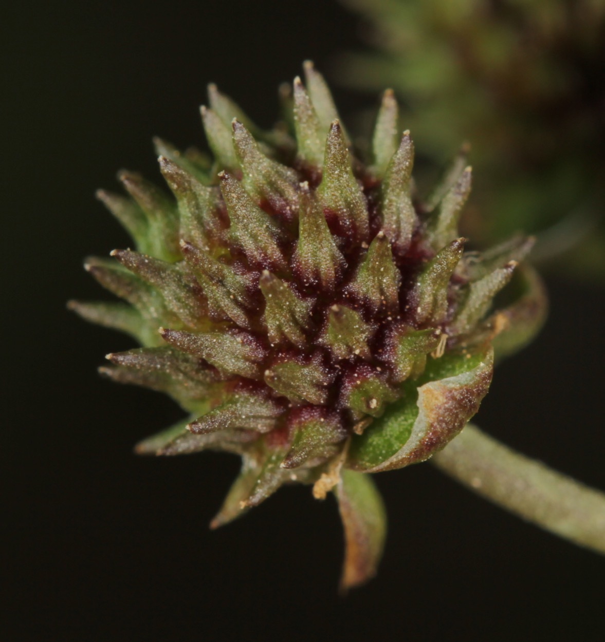 Nathan Taylor (https://www.inaturalist.org/observations/15772312)
